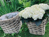 Plantenmand - Grijs Rotan - Groot