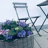 Plantenmand van rattan - Klein
