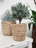 Plantenmanden - set van 3