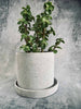 Pot in lichtgrijs beton NORDIC – Groot