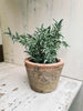 Thyme in pot