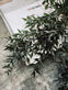 Tørret blomster – Dark green ROSSA - VIAMAJA.DK