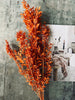 Gedroogde bloemen – Oranje