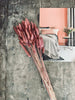 Gedroogde bloemen – Roos